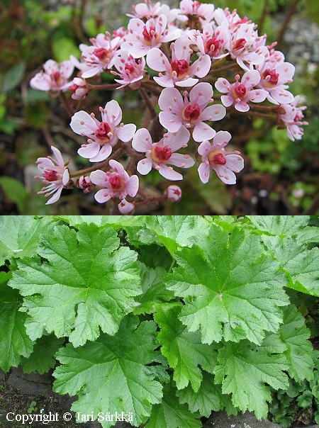  Darmera peltata